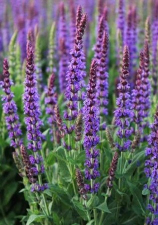 SALVIA nemorosa Ostfriesland 